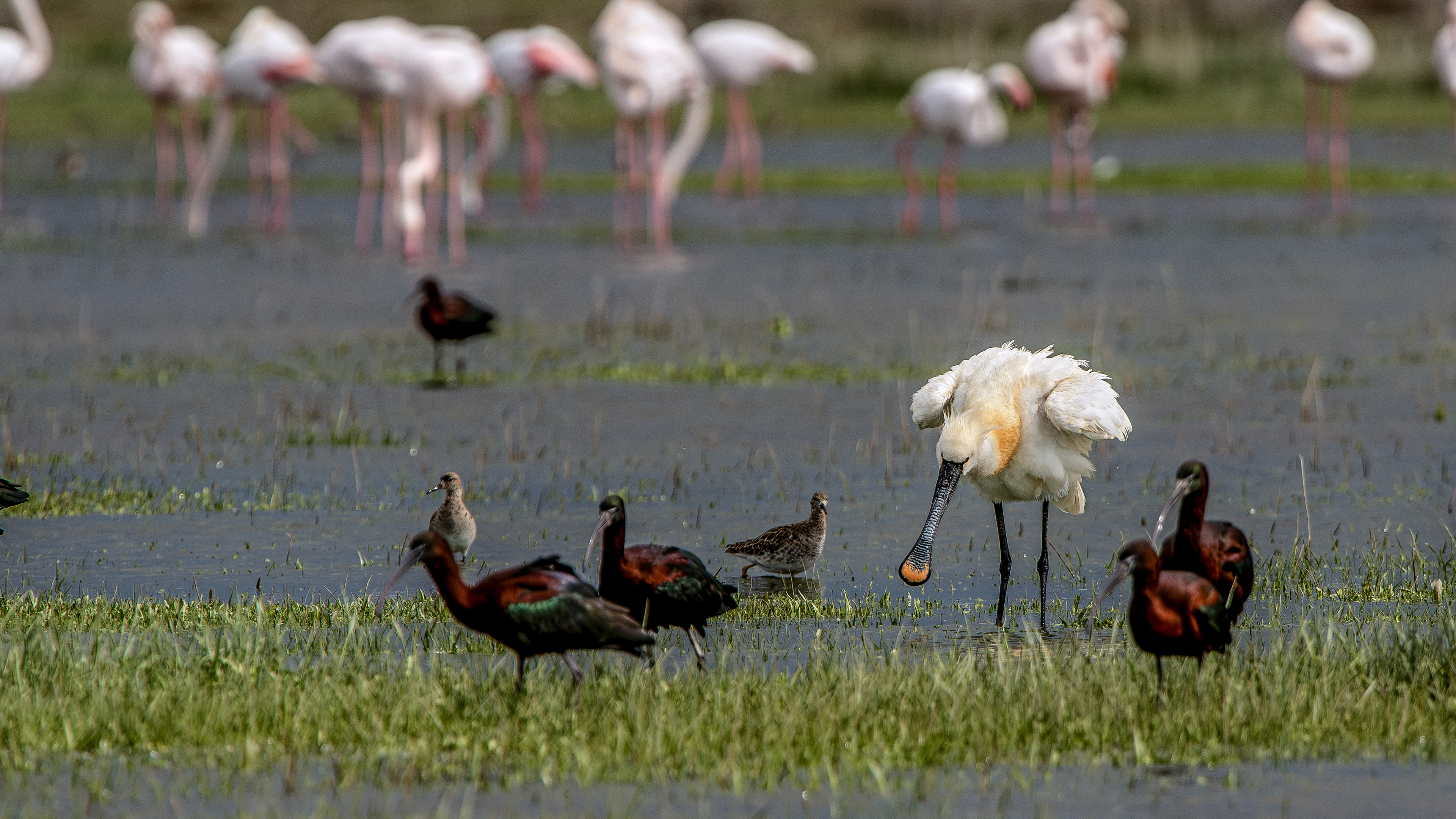 Eurasian Spoonbill — Ana fotoğraf